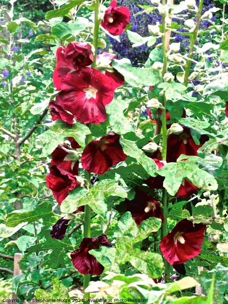 Red Hollyhocks Picture Board by Stephanie Moore