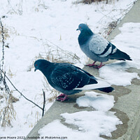 Buy canvas prints of Pigeons in the Snow by Stephanie Moore