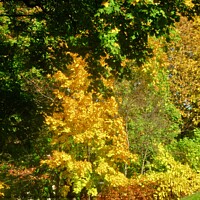 Buy canvas prints of Glorious autumn trees by Stephanie Moore