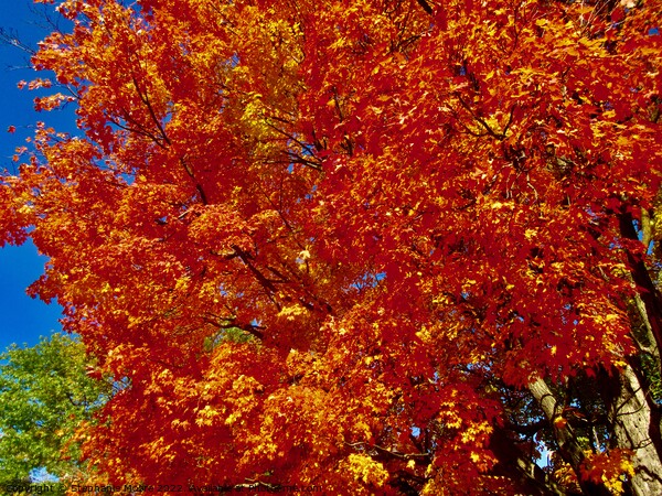 Orange Maple leaves Picture Board by Stephanie Moore