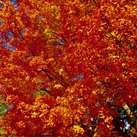 Buy canvas prints of Orange Maple leaves by Stephanie Moore