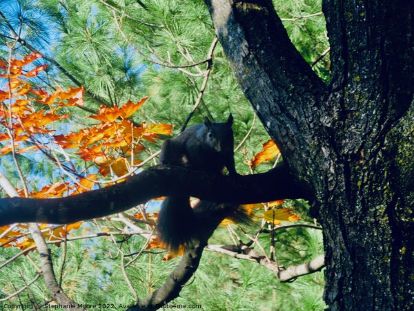 Black squirrel Picture Board by Stephanie Moore