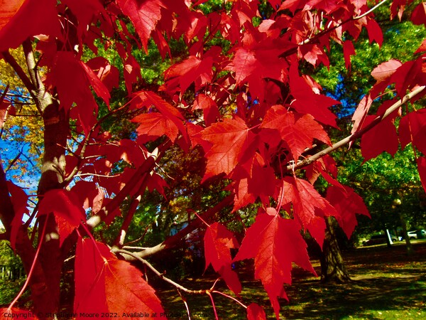 Red Maple Leaves Picture Board by Stephanie Moore