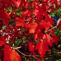 Buy canvas prints of Red Maple Leaves by Stephanie Moore