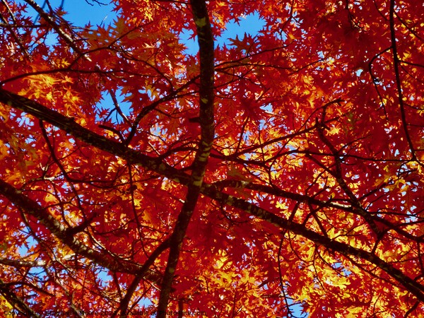 Colourful maple leaves Picture Board by Stephanie Moore
