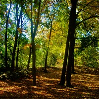 Buy canvas prints of Autumn lane by Stephanie Moore