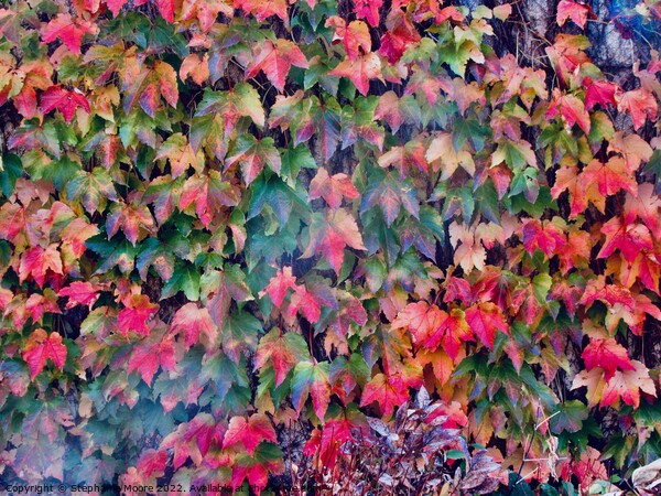 Leaves on the garden wall Picture Board by Stephanie Moore