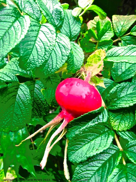 Rose hip Picture Board by Stephanie Moore