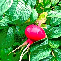 Buy canvas prints of Rose hip by Stephanie Moore