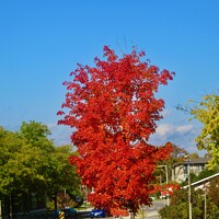 Buy canvas prints of Brilliant Maple by Stephanie Moore