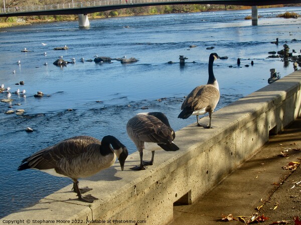 Canada geese Picture Board by Stephanie Moore