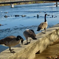 Buy canvas prints of Canada geese by Stephanie Moore