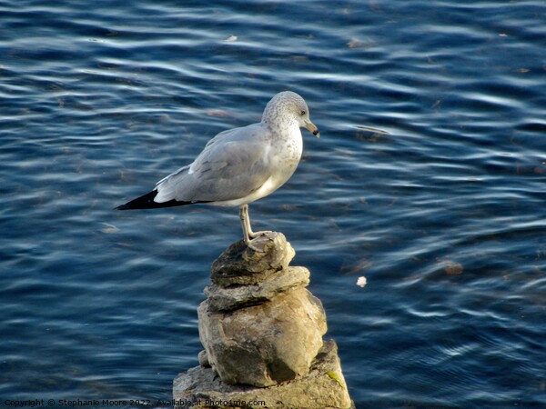 Seagull on the rocks Picture Board by Stephanie Moore