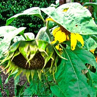 Buy canvas prints of Dying Sunflowers by Stephanie Moore