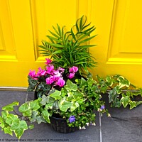 Buy canvas prints of Plant in front of a yellow door by Stephanie Moore