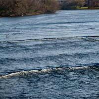 Buy canvas prints of Rideau River Rapids by Stephanie Moore