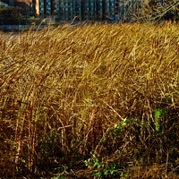 Buy canvas prints of Colourful reeds by Stephanie Moore