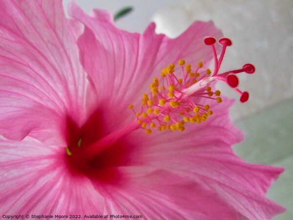 Pink Hibiscus Picture Board by Stephanie Moore