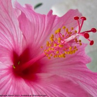 Buy canvas prints of Pink Hibiscus by Stephanie Moore