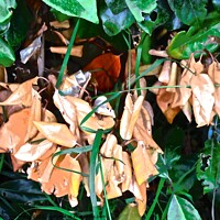 Buy canvas prints of Dead leaves by Stephanie Moore