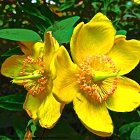 Buy canvas prints of Bright yellow flowers by Stephanie Moore