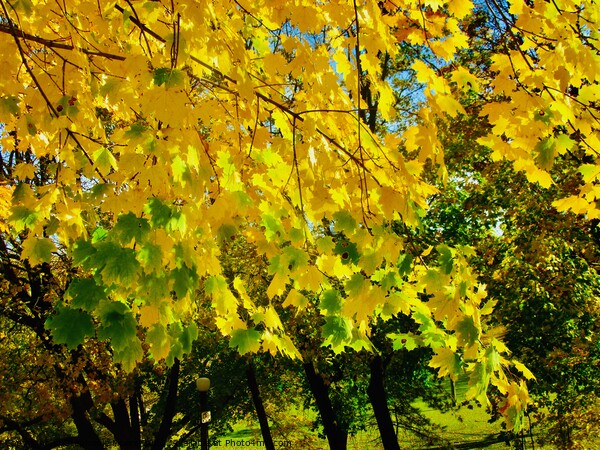 Yellow maple leaves Picture Board by Stephanie Moore