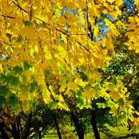 Buy canvas prints of Yellow maple leaves by Stephanie Moore