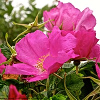 Buy canvas prints of Pink wild roses by Stephanie Moore