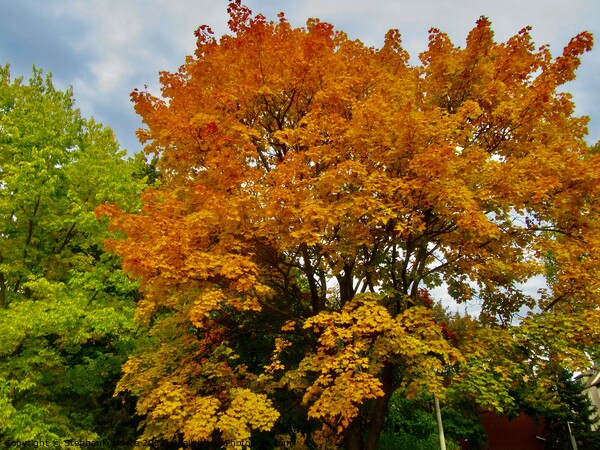 Orange maple tree Picture Board by Stephanie Moore