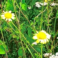 Buy canvas prints of Daisies by Stephanie Moore