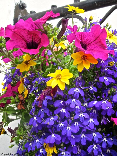 Colourful flower basket Picture Board by Stephanie Moore