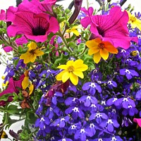 Buy canvas prints of Colourful flower basket by Stephanie Moore