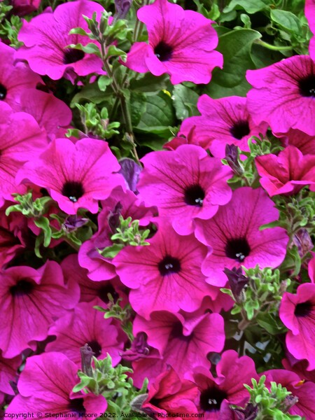 Pink petunias Picture Board by Stephanie Moore