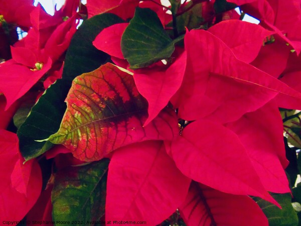Poinsettia Plant Picture Board by Stephanie Moore