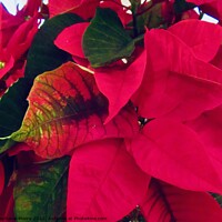 Buy canvas prints of Poinsettia Plant by Stephanie Moore