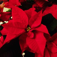 Buy canvas prints of Beautiful Poinsettia by Stephanie Moore