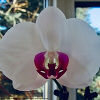 Buy canvas prints of Orchid by Stephanie Moore