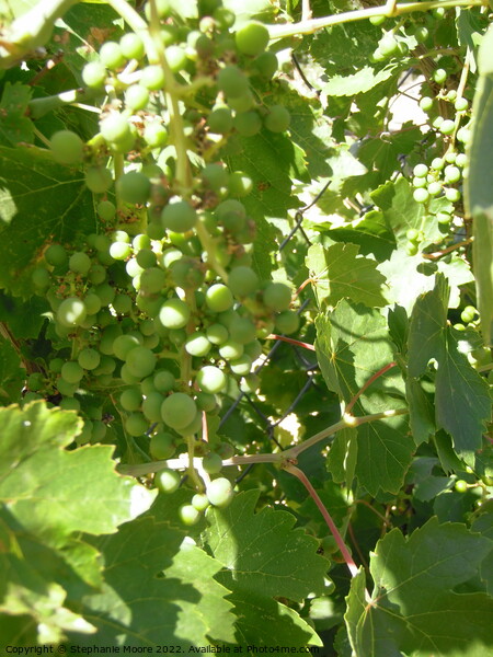 Sunlit grapes Picture Board by Stephanie Moore
