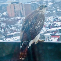 Buy canvas prints of Hawk watching pigeons by Stephanie Moore