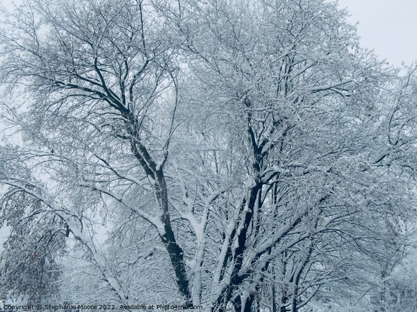 Snow covered trees Picture Board by Stephanie Moore