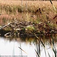 Buy canvas prints of Beaver lodge by Stephanie Moore