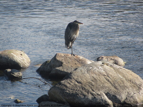 Heron on a rock Picture Board by Stephanie Moore