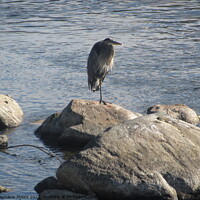 Buy canvas prints of Heron on a rock by Stephanie Moore