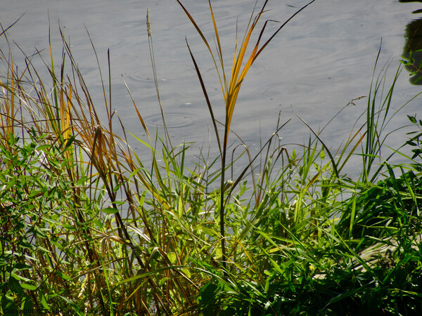 Grasses on the river bank Picture Board by Stephanie Moore