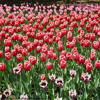 Buy canvas prints of Colourful tulips by Stephanie Moore