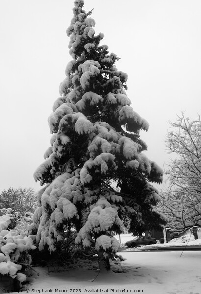 Snow covered tree Picture Board by Stephanie Moore