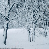 Buy canvas prints of Snow covered trees by Stephanie Moore