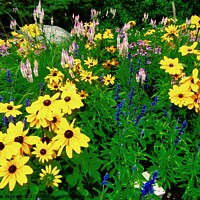 Buy canvas prints of Brown Eyed Lazy Susans by Stephanie Moore