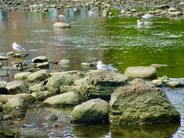 Seagulls and rocks Picture Board by Stephanie Moore