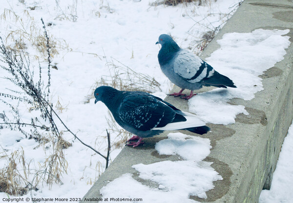 Pigeons in the snow Picture Board by Stephanie Moore